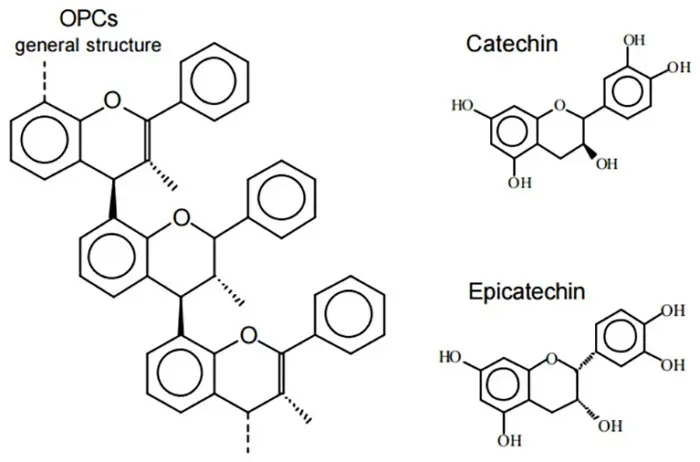 Grape-Seed-Extract