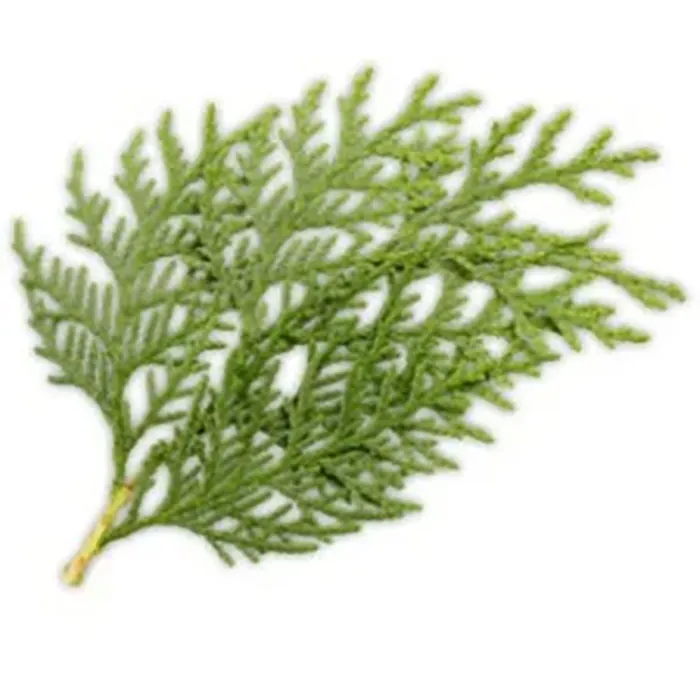 Japanese-Cedar