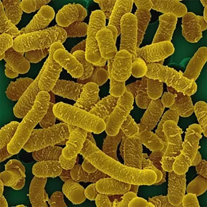 Lactobacillus-salivarius