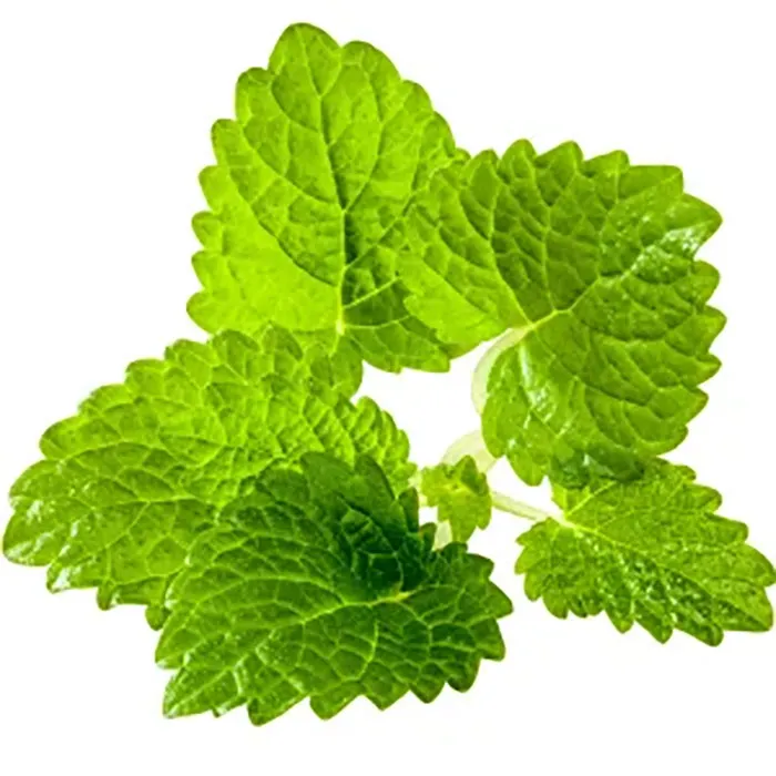 Lemon-Balm-Extract