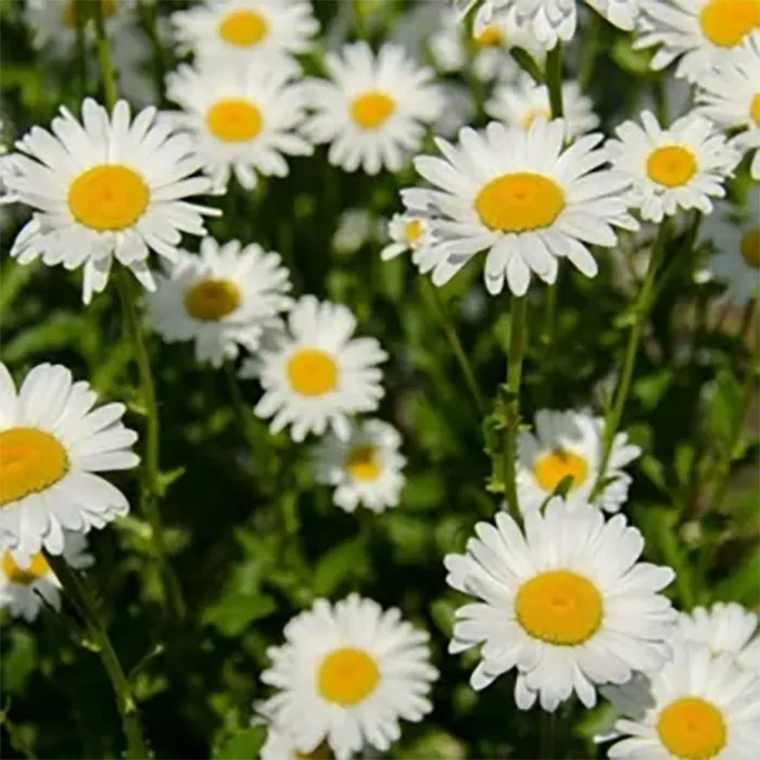 Natural-Bisabolol