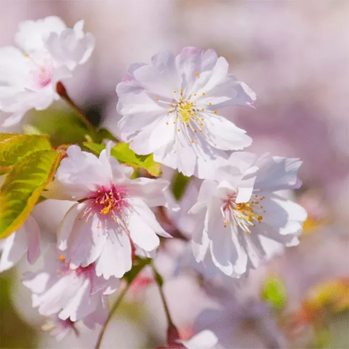 Prunus-Serrulata-Flower-Extract