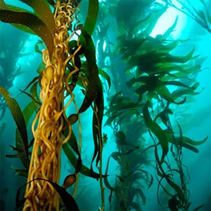 Sea-Kelp-Extract