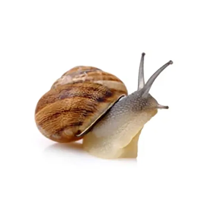 Snail-Secretion-Filtrate