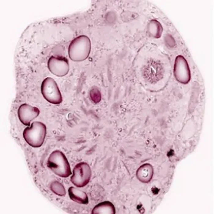 Snow-Algae-1