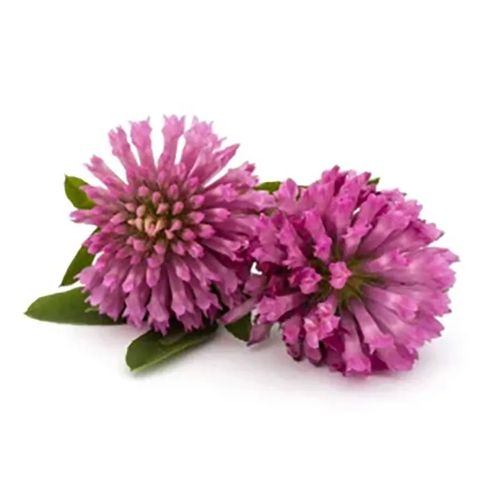 TrifoliumPratense(Clover)FlowerExtract