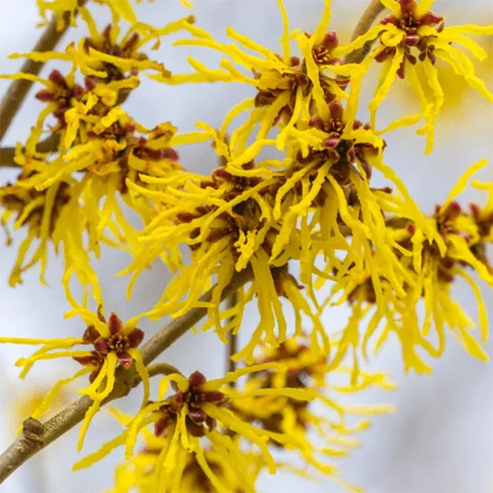 Witch-Hazel