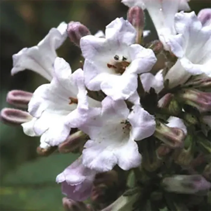Yerba-Santa-Protein-1