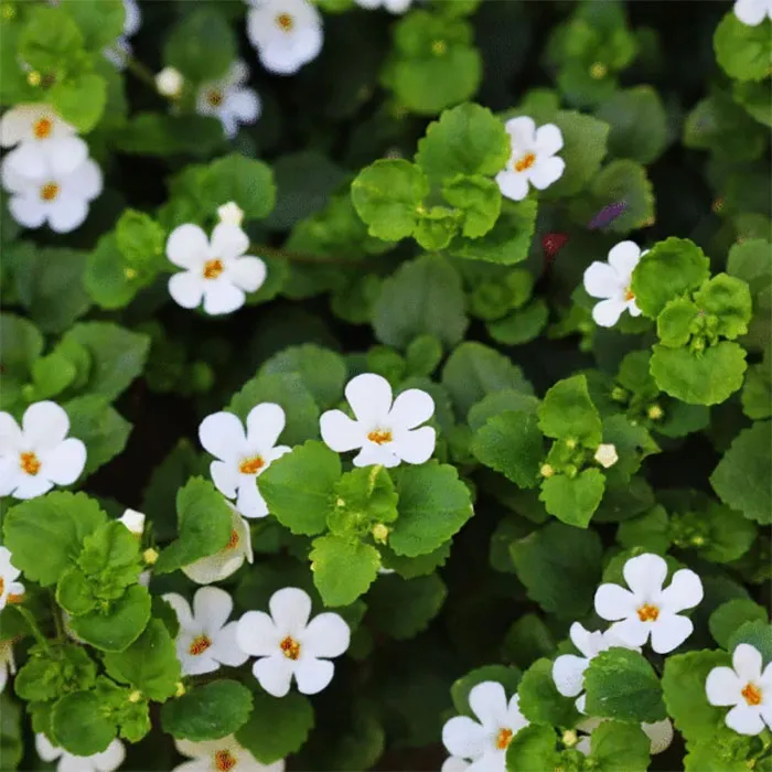 สารสกัดบาโคพา-พรมมิ-Bacopa-Monni