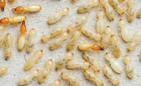white-pest