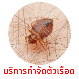 บริการกำจัดตัวเรือดdone