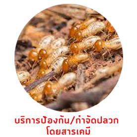 บริการกำจัดปลวกสารเคมีdone