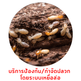 บริการกำจัดปลวกเหยื่อล่อdone