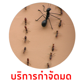 บริการกำจัดมดdone