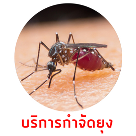 บริการกำจัดยุงdone