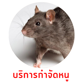 บริการกำจัดหนูdone