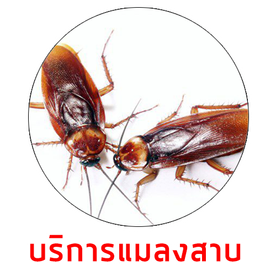 บริการกำจัดแมลงสาบdone