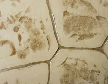 C-05