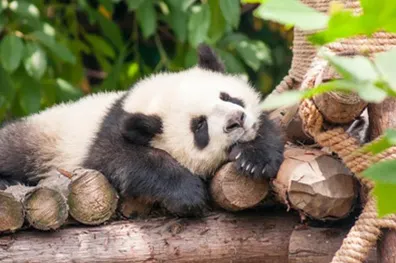 GIANT-PANDA-BREEDING