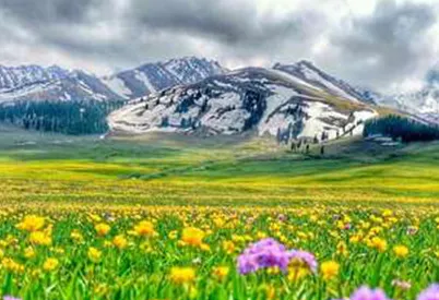 NALATI-GRASSLAND