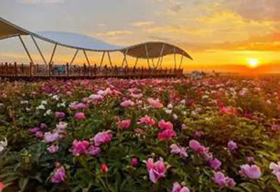 TIANSHAN-FLOWER-SEA