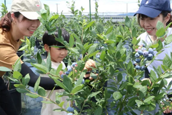 BLUEBERRY-PICKING