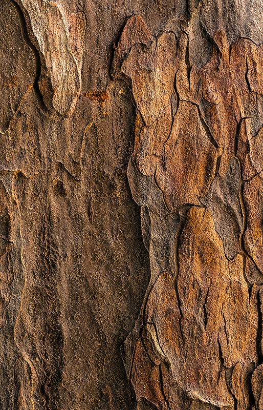 THAI-SA-NGUAN