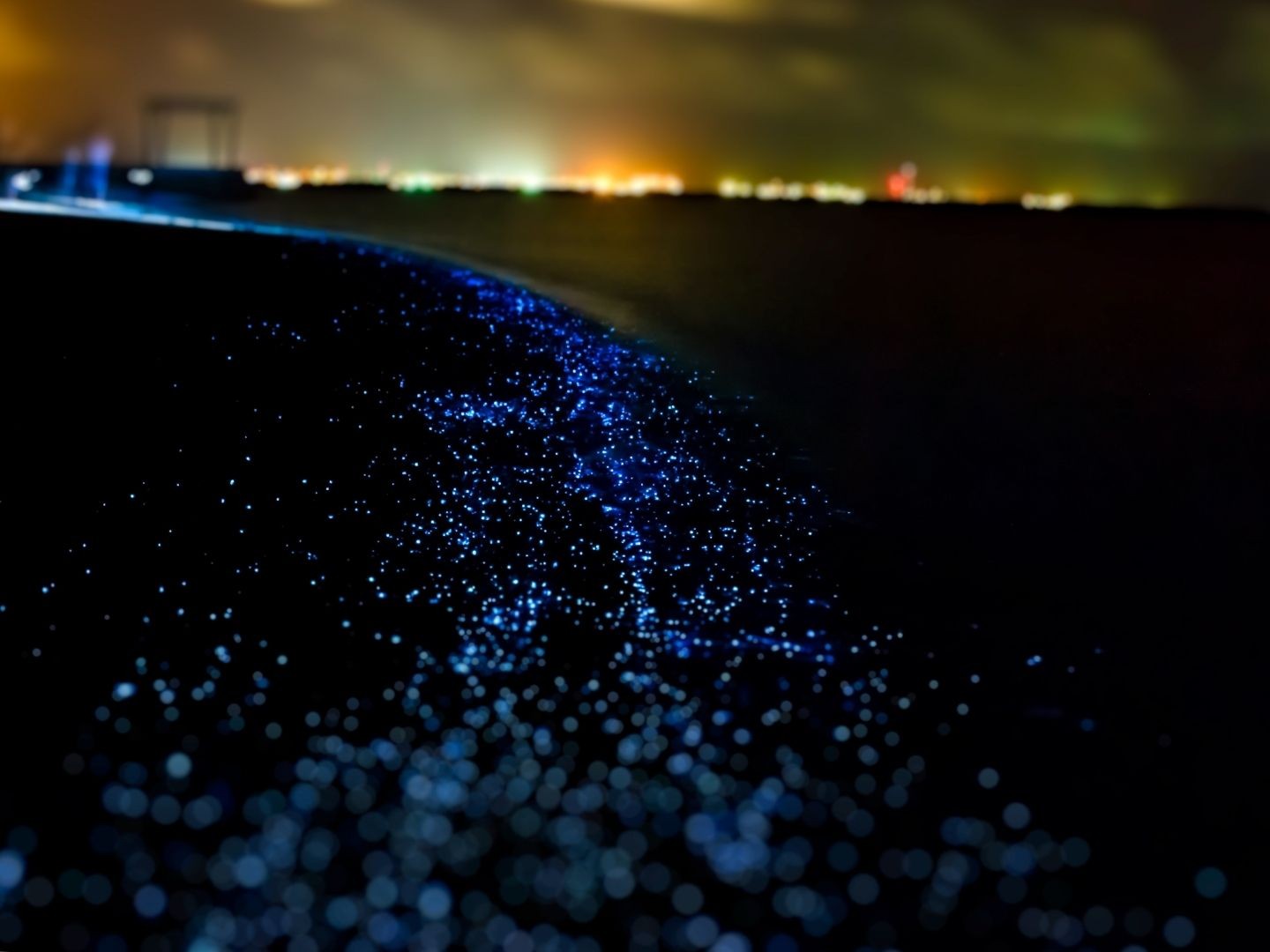Night Snorkeling Bioluminescent Plankton