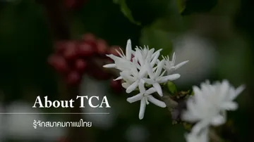 thaicoffee15