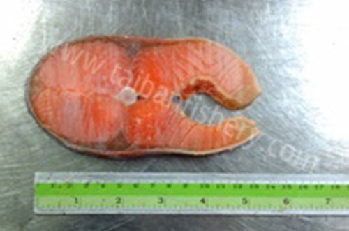 taibanfishery-pic10