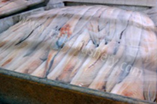taibanfishery-pic11