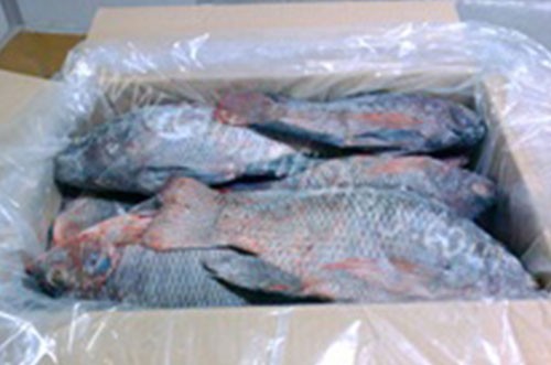taibanfishery-pic12