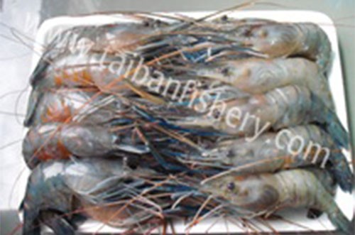 taibanfishery-pic12