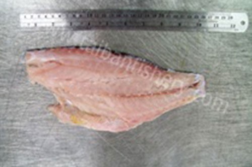 taibanfishery-pic14