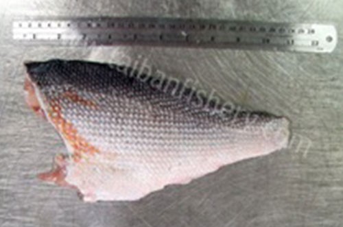 taibanfishery-pic15