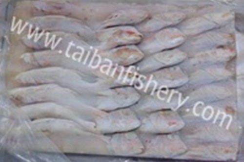 taibanfishery-pic16