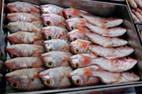 taibanfishery-pic1