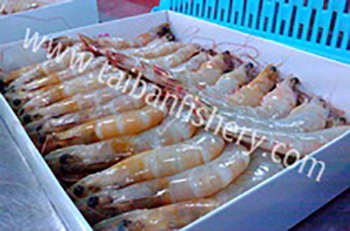taibanfishery-pic1