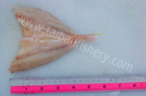 taibanfishery-pic4