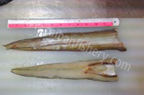 taibanfishery-pic5