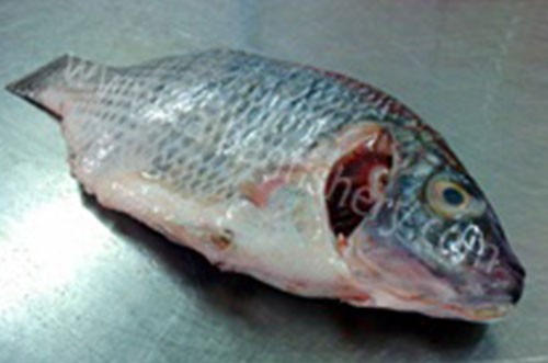 taibanfishery-pic6