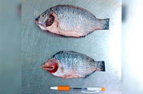 taibanfishery-pic7