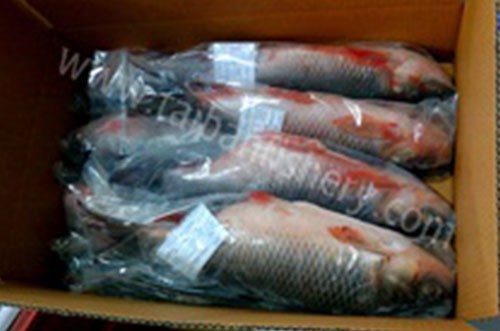 taibanfishery-pic8