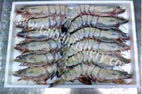 taibanfishery-pic9