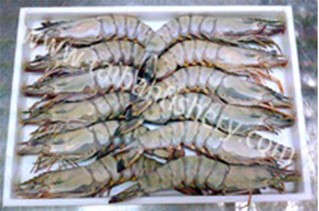 taibanfishery-pic8