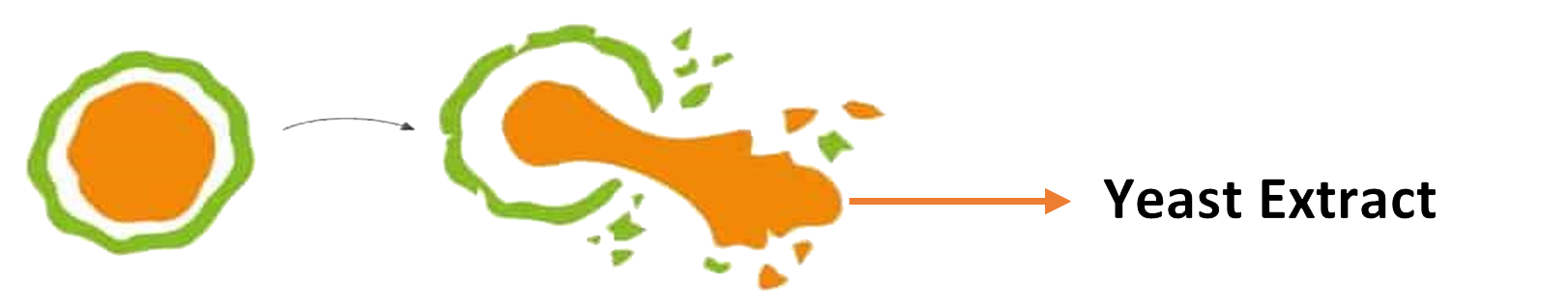 Yeast Extract ช่วยเสริมกลิ่นรสชาติ