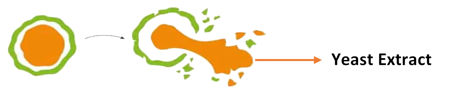 Yeast-Extract