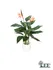 BirdofParadise1