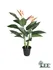 BirdofParadise1
