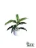 พญาคล้าทองมนม